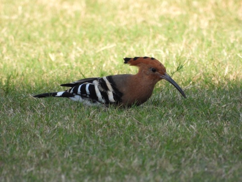 Common Hoopoe